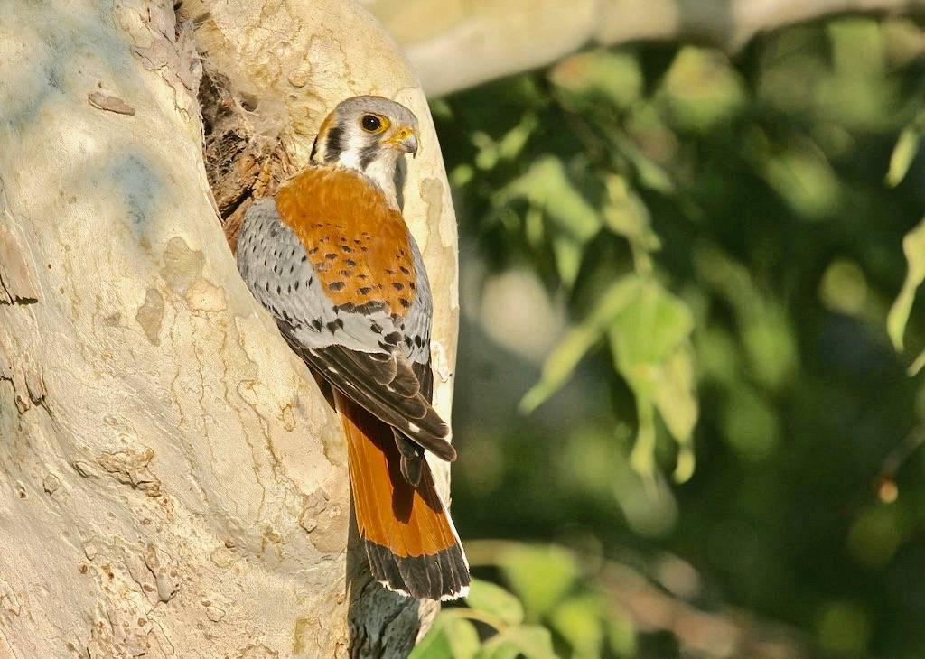 American Kestrel (Falco sparverius) by Gregory 'Slobirdr' Smith is licensed under CC BY-SA 2.0